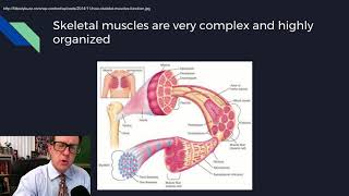 Physiology Lecture 08 Excitable Tissues