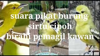 Suara pikat burung sirtu/cipoh birahi ampuh pemagil kawan