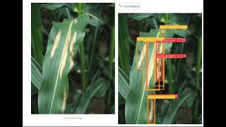 Deep Learning Powered Pest and Disease Identification in Maize! 🌽