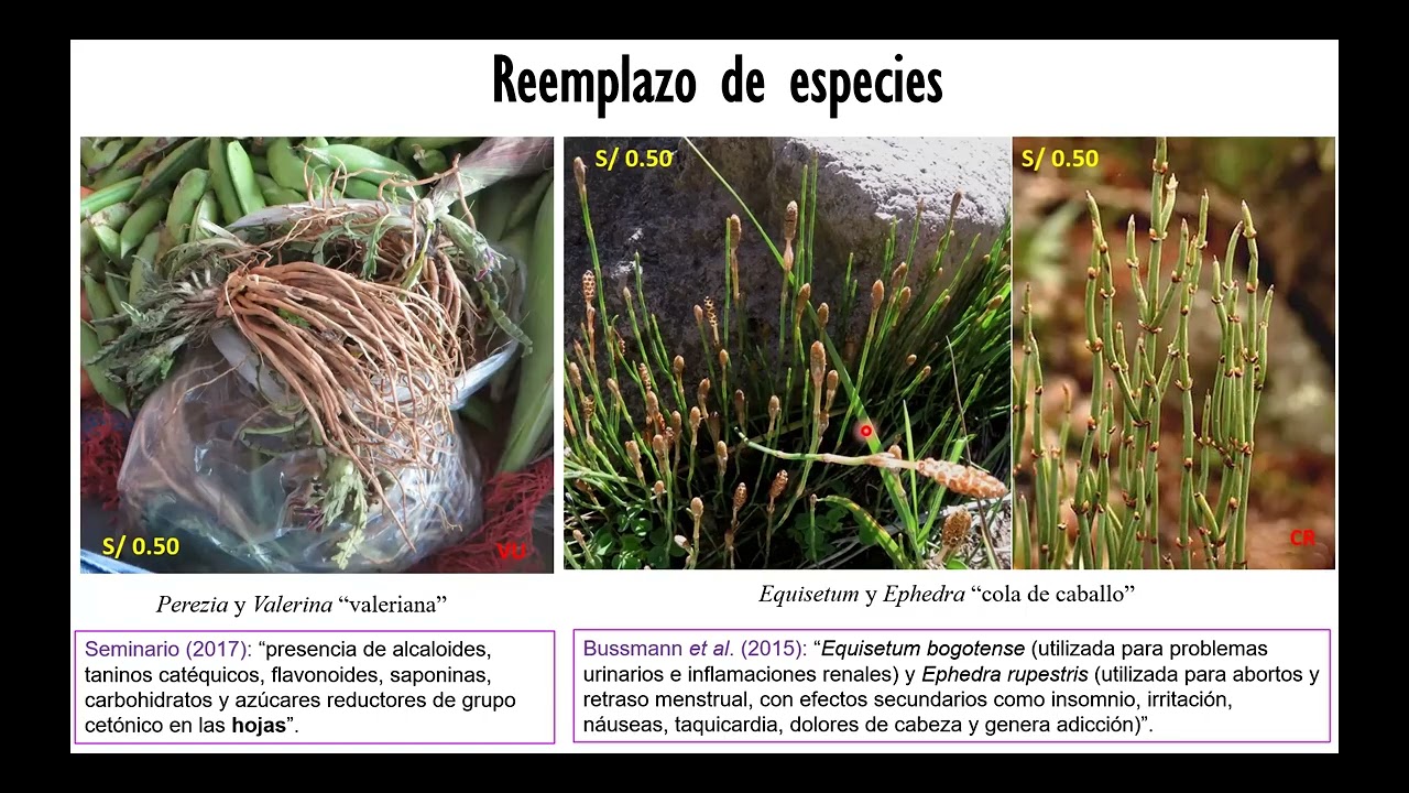 Mercados que sanan: bionegocios y saberes en torno a las plantas medicinales