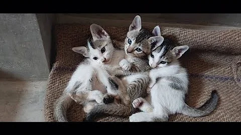 Watch the video about Cute cats and kittens funny videos | cute baby cats meowing ll #catvideos #cat #meow #pets #funny