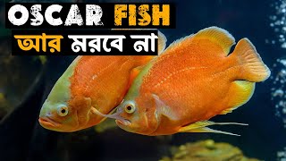 কিভাবে বাঁচাবেন আপনার রাক্ষসী মাছকে।।How to care Your Oscar fish in Bangla.[ENGLISH Subtitle] screenshot 5