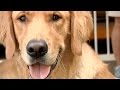 One Vision - A Guide Dog Documentary