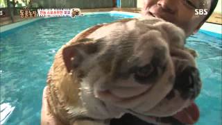 TV동물농장 130908 다시보기 #1(4)