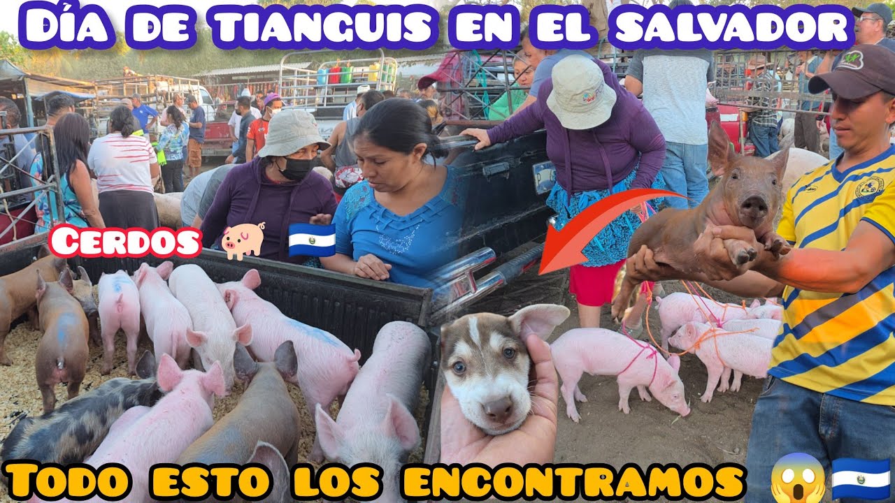 DIA DE TIANGUIS EN EL SALVADOR 🇸🇻  san Miguel 😱🐖 todo esto encontramos 