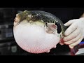 맹독을 품은 악마의 물고기! 복어의 독 제거 달인, 복어손질 달인 / Blowfish poison removal master / Korean street food