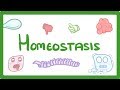 Mastering Homeostasis: The Body's Balancing Act
