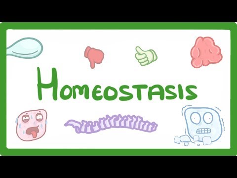 Thumbnail for the embedded element "GCSE Biology - Homeostasis #38"