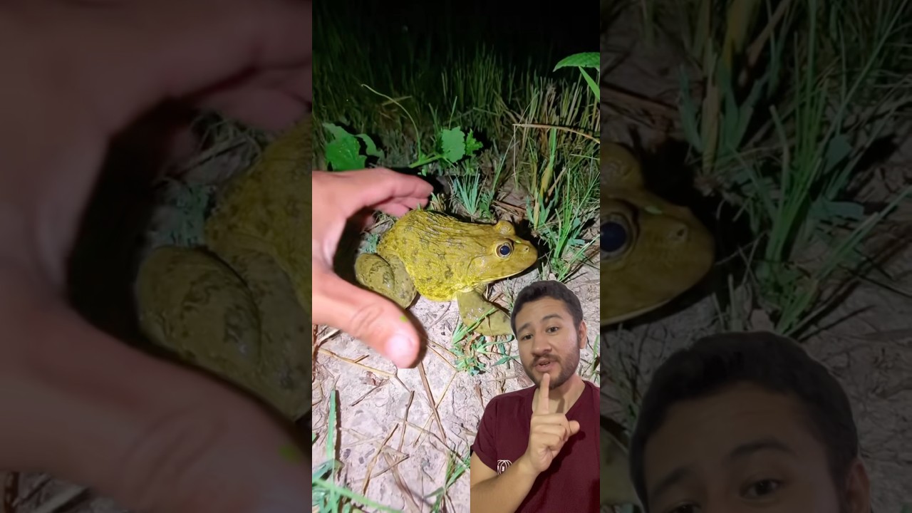 El verdadero potencial de los sapos! 