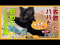 【空気を読んで癒してくれる子猫】パパの失敗を察して慰めてくれる黒猫が可愛い。子猫のためのプレゼントがまさかの…