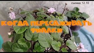 видео: КОГДА ПЕРЕСАЖИВАТЬ ФИАЛКИ, по каким признакам!#цветы #фиалки #flowers картинка: КОГДА ПЕРЕСАЖИВАТЬ ФИАЛКИ, по каким признакам!#цветы #фиалки #flowers