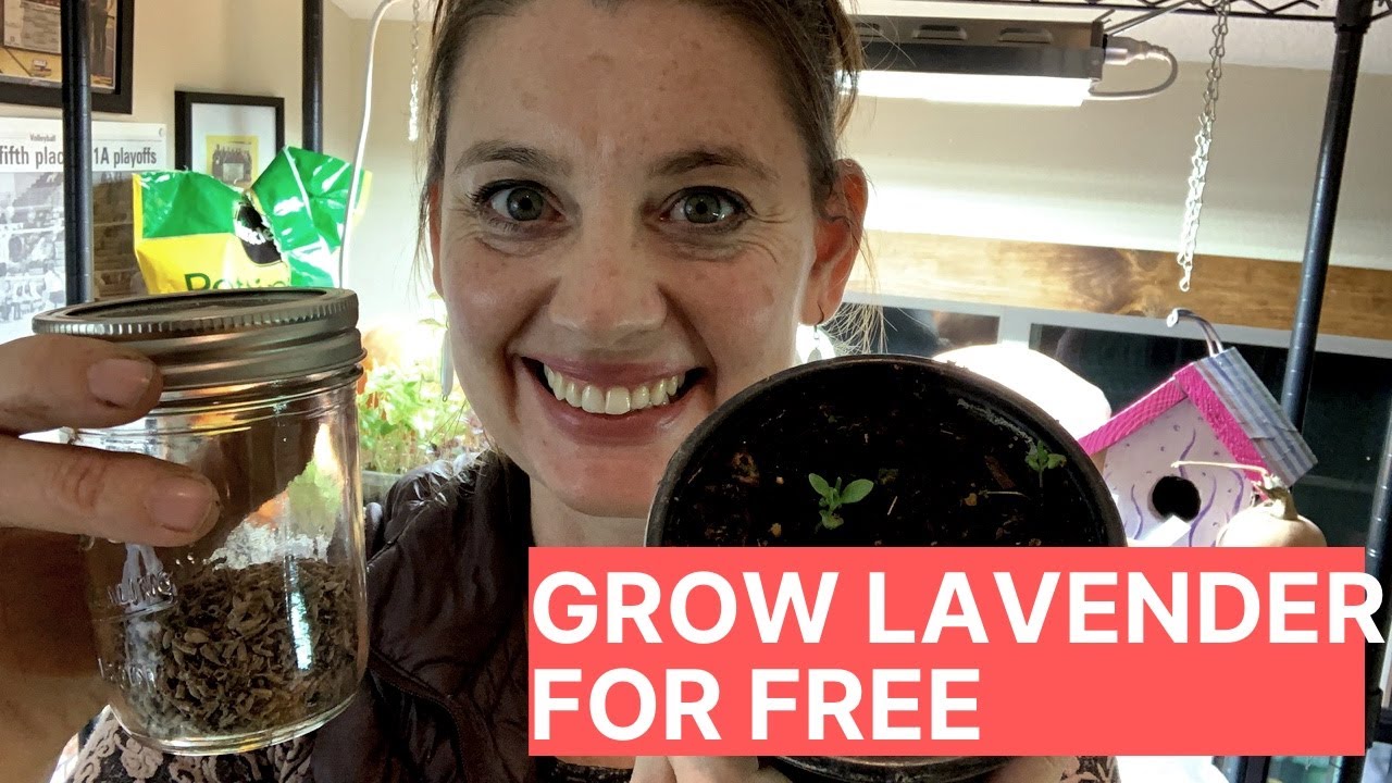 How to Grow Lavender from Seed | For Free