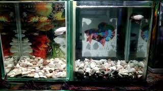 ikan cupang blue rim dan red dragon