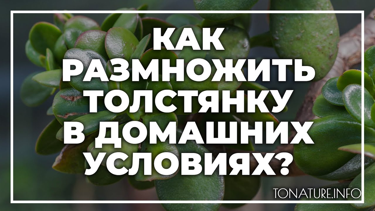Удобрение для толстянки. Удобрение для толстянки