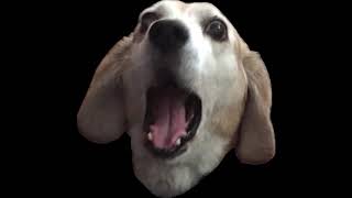 Crazy Dog (Feat. RyuQuezacotl)
