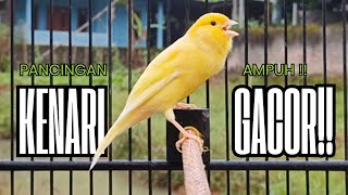 Download Lagu Pancingan Kenari GACOR panjang untuk Masteran Kenari PAUD \u0026 agar Kenari diam agar bunyi \u0026 gacor MP3