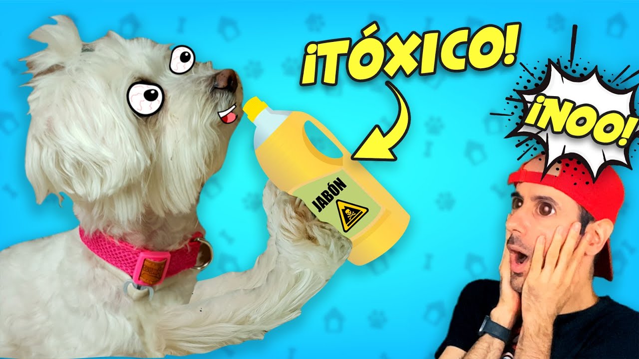 10 REGLAS que le SALVARAN la VIDA a tu PERRO en la Vida Real / Anima Dogs