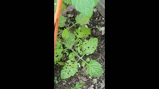 Ambler Arboretum Presents: Learn About the Clavate Tortoise Beetle