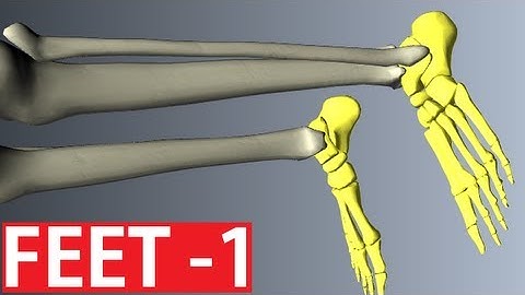 Foot Anatomy - Bones of the Foot - Anatomy Tutorial Part 1