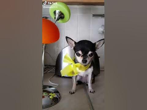 Крутая собачка - YouTube