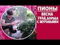 Пионы весной . Чем подкормить пионы  и как бороться с муравьями на пионах