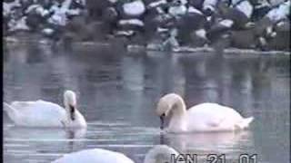 Red-Tailed Hawk on Ice Shredding Prey & Swan, Duck, Deer