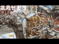 いよいよ100ｃｍ巨大な楓盆栽が沢山の小さい盆栽になるよ。やじま園@tane.bonsai