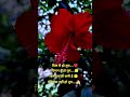 kamali song 2026 #trendingshort #sad #bollywoodmusic #shaayri #hindifilmmusic #viralvideos