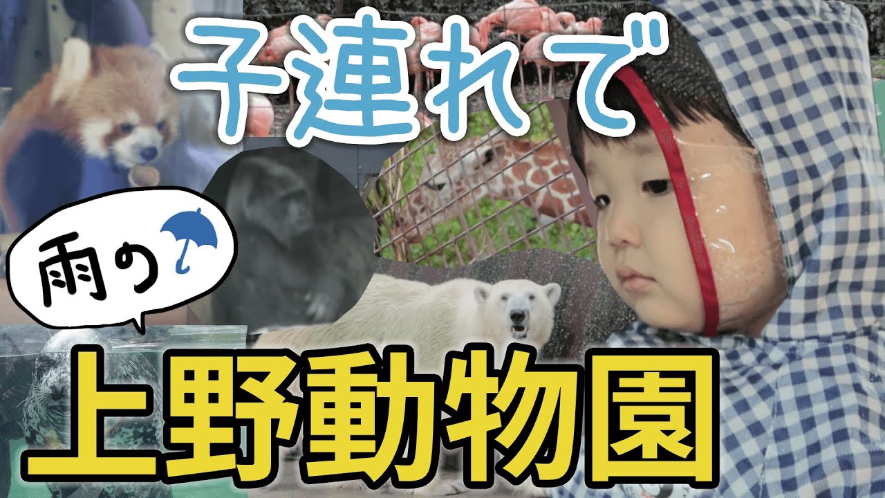 上野動物園 雨の日の子連れ入園 初動物園でまさかの反応 Youtube