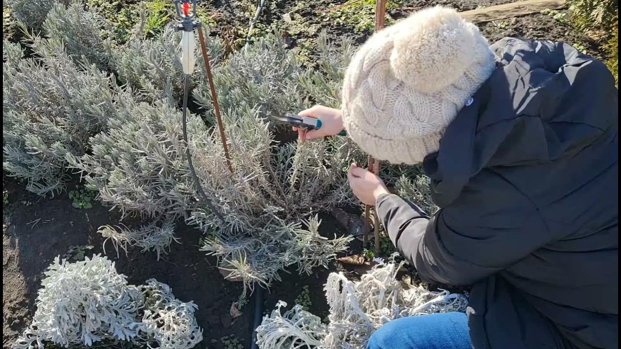 Весенняя обрезка лаванды. Обрезать куст лаванды. Надо ли обрезать лаванду. Подрезание лаванды. Куст Лаванда Старая.