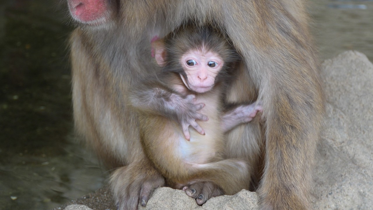4K】 A Little Splash， A Big Surprise: This Baby Monkey's
