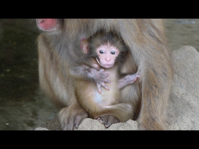 4K】 A Little Splash， A Big Surprise: This Baby Monkey's