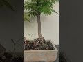 Gulmohar Bonsai Forest Landscape #bonsai #bonsaitree #bonsaiforest