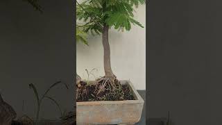 Gulmohar Bonsai Forest Landscape #bonsai #bonsaitree #bonsaiforest