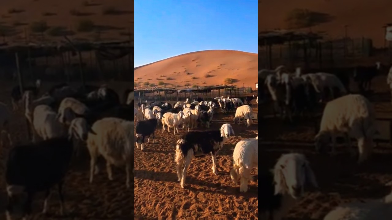 غنم ومرحبا بالاغنام الجميلة 