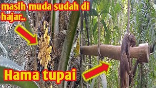 Pasang Jerat Tupai Di Sekitar Kebun Kelapa Sawit