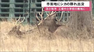 工場・小学校グラウンドに約20頭「シカの群れ」…住民騒然 警察も出動 北海道苫小牧市 (21/03/22 12:00)