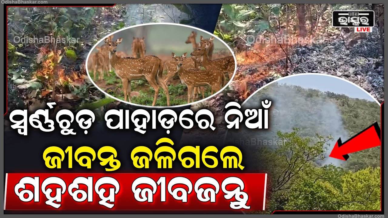 ଜଳୁଛି ସ୍ଵର୍ଣ୍ଣଚୁଡ ପାହାଡ...ଜଳିପୋଡ଼ି ନଷ୍ଟ ହେଉଛି ମୂଲ୍ୟବାନ ଗଛ, ଜୀବନ ବିକଳରେ ଦୌଡୁଛନ୍ତି ଜୀବଜନ୍ତୁ ...