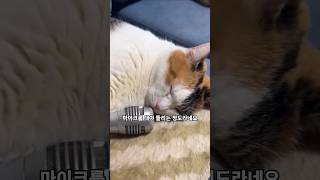 각종 동물들의 희한한 코골이