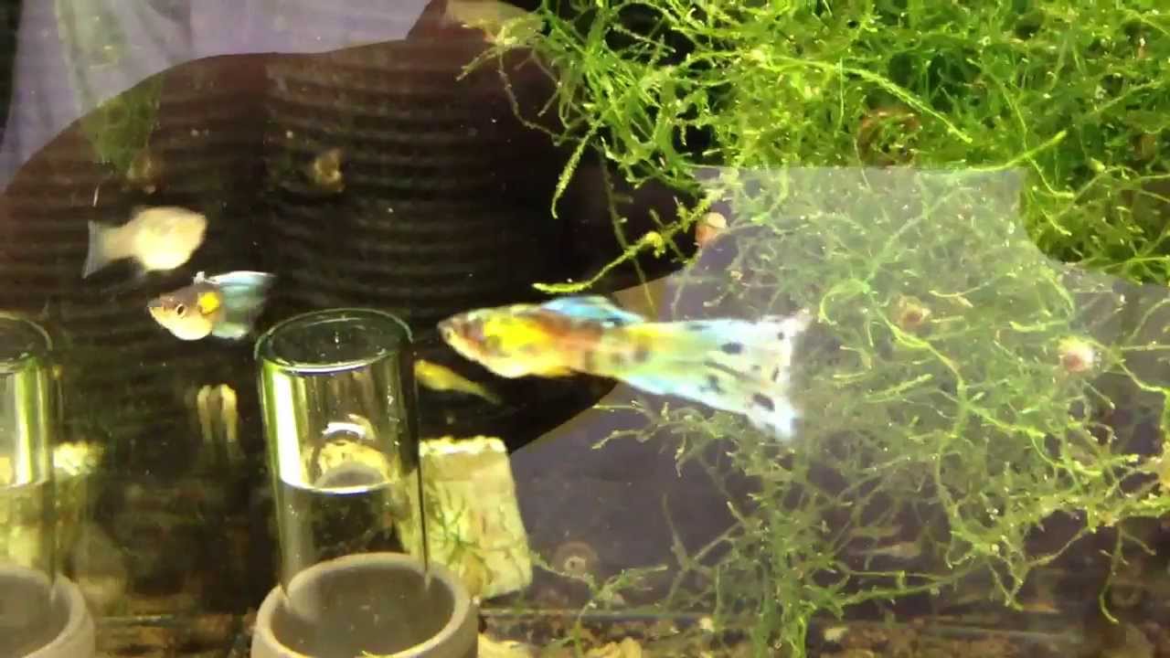 Guppy - Standard Fahne in der Grundfarbe Gold / Flag gold