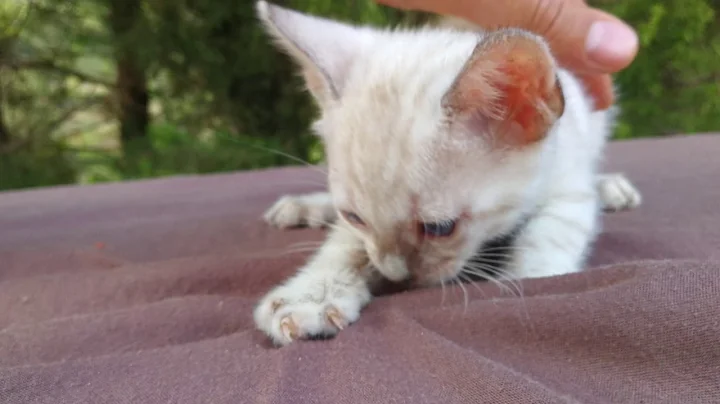 Video 3100951: chaton bengal snow