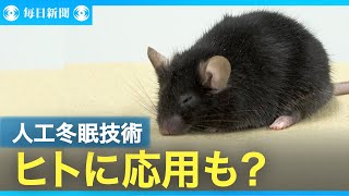 「浦島太郎」も現実に　冬眠がもたらすヒトの秘められた能力