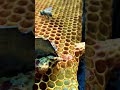Beekeeping Routine 🐝 | Daily Hive Care &amp; Honey Production #shorts