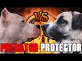 Kangal vs Dogo Argentino | Dogo Argentino vs Sivas Kangal | Powerful Guard Dog ? | Billa Boyka |