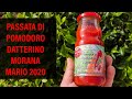 Passata di Pomodoro Datterino Artigianale Morana Mario