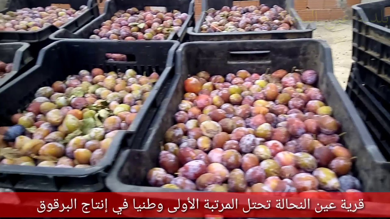 قرية عين النحالة تتصدر المرتبة الاولى وطنيا