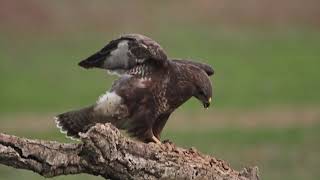 Busardo ratonero (Buteo buteo). Common Buzard.