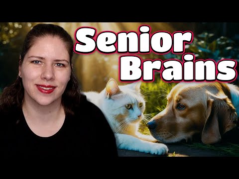 Video: Is uw kat in de war? 4 Tekenen van cognitief disfunctie syndroom