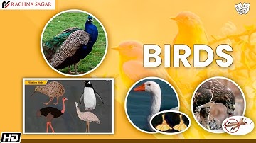 Birds | Be a Scientist Class 3 | Best Educational Videos For Kids | Rachna Sagar