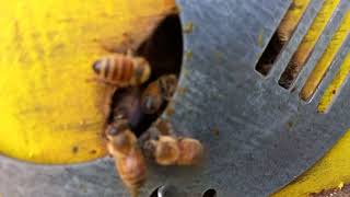 See Bee Shadow Fly In Front Of Camera